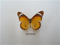 藏品(金斑蝶)的圖片